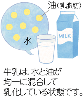 牛乳は、水と油が均一に混合して乳化している状態です。